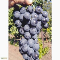 Продам виноград оптом с поля