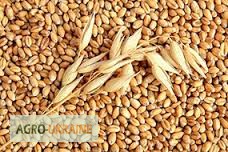 Фото 4. Пшеница семенная 1-2 репродукции, подтверждена сертификатом и документами.Оплата любая