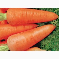 Куплю морковь на переработку