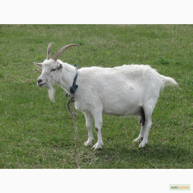 Породы коз молочных без запаха. Молочные породы коз. Козы породы ламанча за рубежом. Крупные и молочные породы коз.
