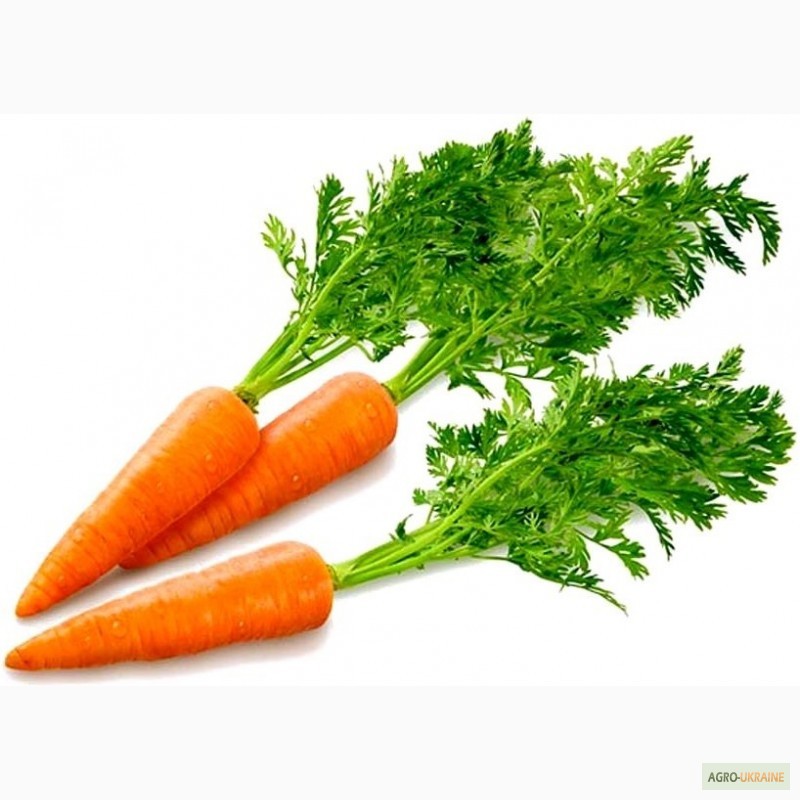 Фото 2. Морковный концентрат пищевой порошкообразный