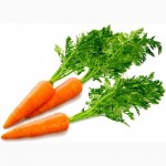 Морковный концентрат пищевой порошкообразный