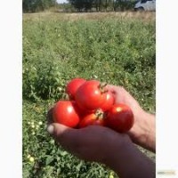 Продам грунтовой помидор сорт Авон г, Лозовая Хар обл