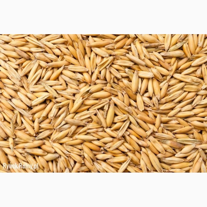 Фото 3. Купуємо зерно гречки, овса, проса, ячменю, пшениці фуражної по всій Україні