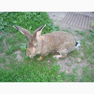 Домашние кролики живым весом и на мясо.порода фландр натур.корма вес от 2 до 9 кг