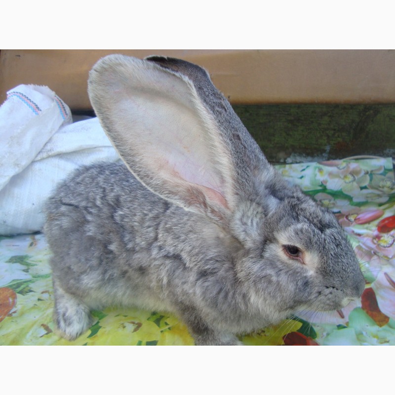 Фото 2. Домашние кролики живым весом и на мясо.порода фландр натур.корма вес от 2 до 9 кг