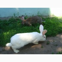 Домашние кролики живым весом и на мясо.порода фландр натур.корма вес от 2 до 9 кг