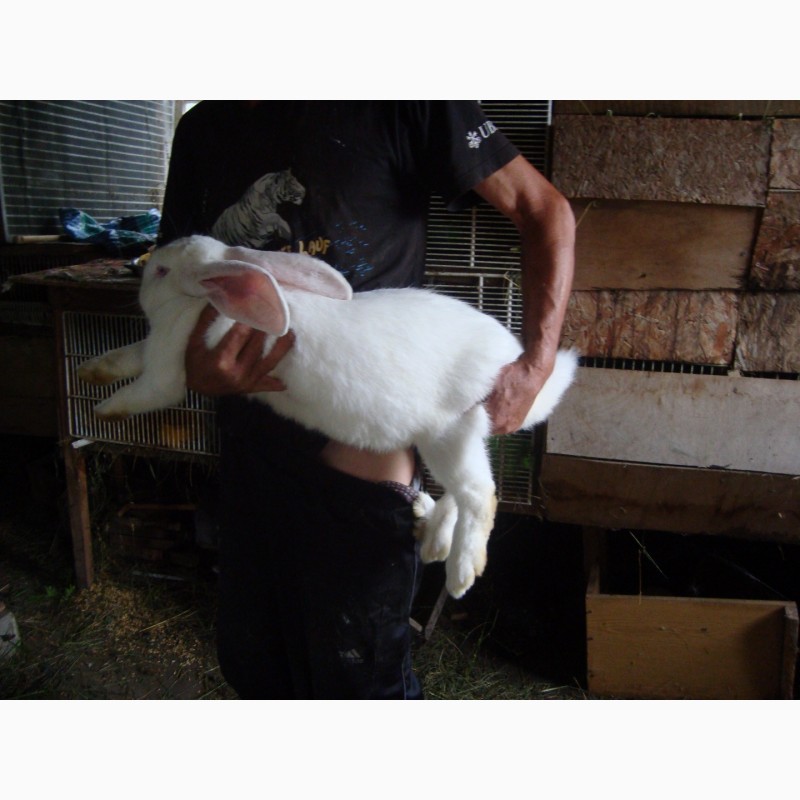 Фото 4. Домашние кролики живым весом и на мясо.порода фландр натур.корма вес от 2 до 9 кг
