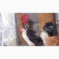 Цыплята подрощенные от домашних кур