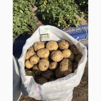 Продам молодой картофель оптом от 10 тонн