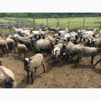 Продам овцы романовская порода 75 голов