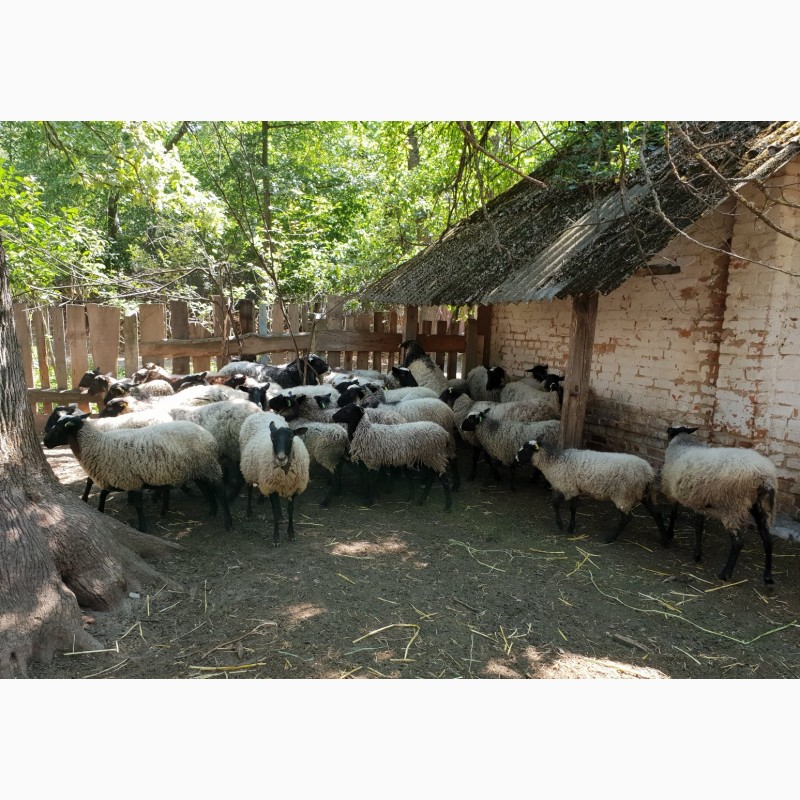 Фото 2. Продаем баранов, овец, ягнят Романовской мясной породы на мясо