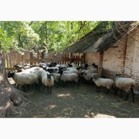 Продаем баранов, овец, ягнят Романовской мясной породы на мясо