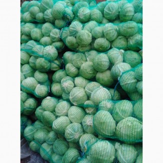 Продам полторы тонны капусты, средних размеров сорт Джинтама