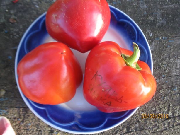 Продам/ семена томатов - Все колекции, 200 сортов - Сумская обл .