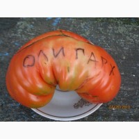 Семена томатов(помидоров). Все колекции, 200 сортов