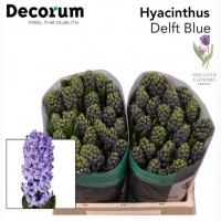 Hyacinth, Геацинт, ОПТ, Киев, к 8 Марта, Украина