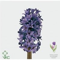 Hyacinth, Геацинт, ОПТ, Киев, к 8 Марта, Украина