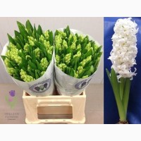 Hyacinth, Геацинт, ОПТ, Киев, к 8 Марта, Украина