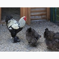 Брама Темная инкубационное яйцо и цыплята