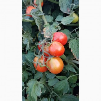 Продаємо ґрунтовий помідор Перфектпил, Пьетра Росса, Адванс
