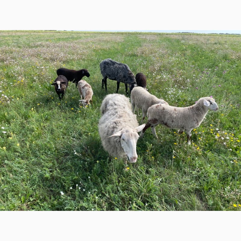 Фото 2. Вівці романівської породи. Романовские овцы, барашки