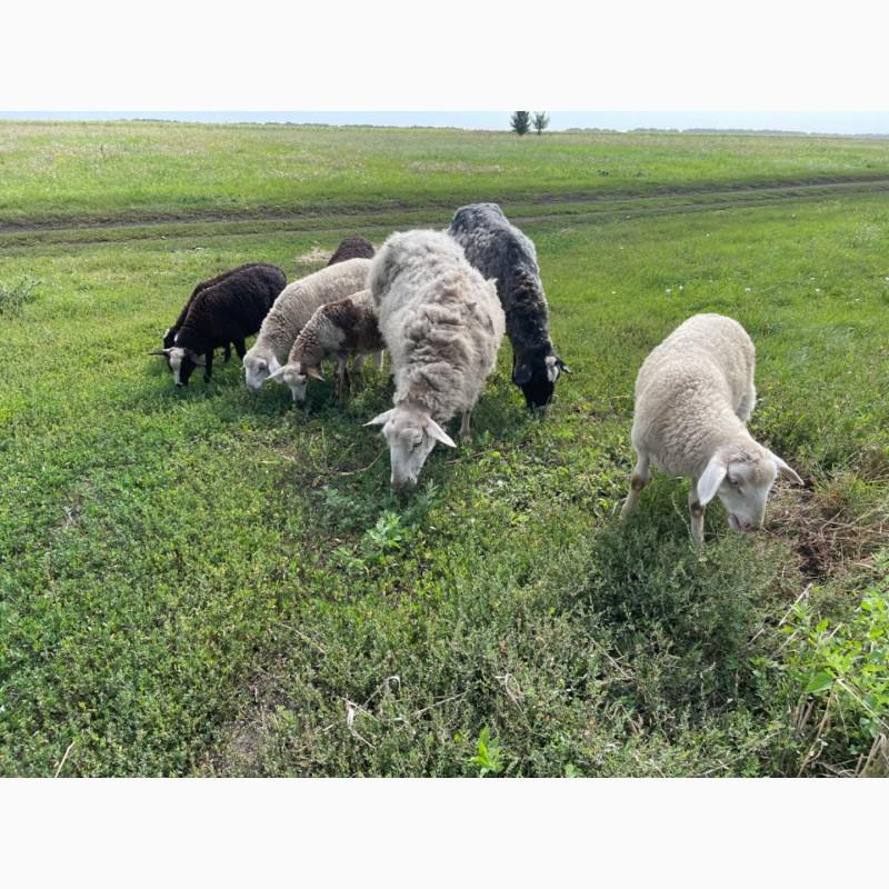 Фото 4. Вівці романівської породи. Романовские овцы, барашки