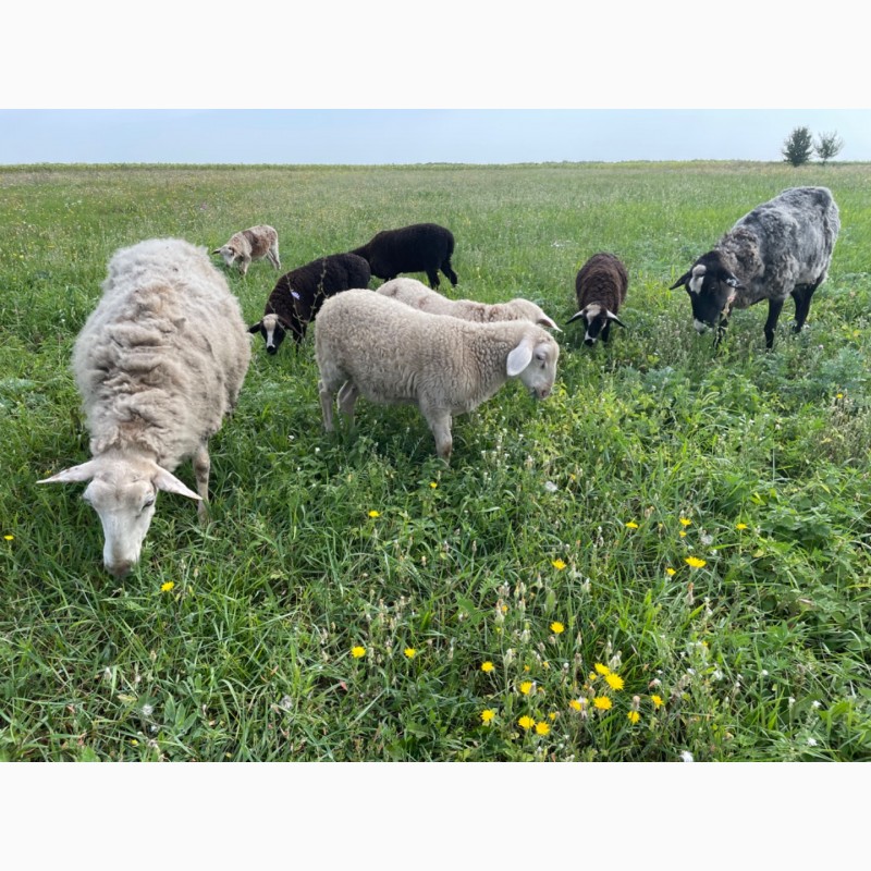 Фото 6. Вівці романівської породи. Романовские овцы, барашки