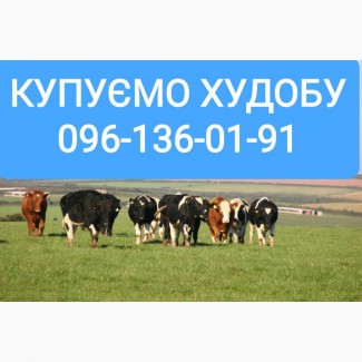 Куплю худобу (бики, корови, телята) в Хмельницькій області