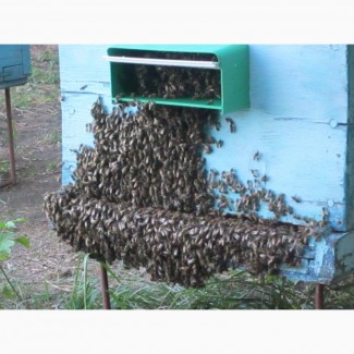 Продам пчелосемьи. Рамки суш