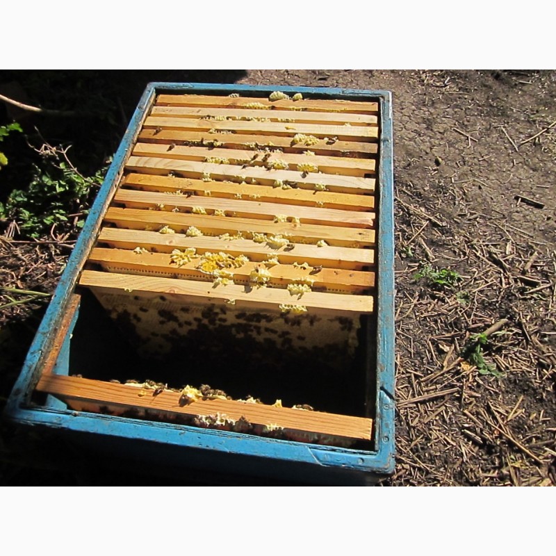 Фото 3. Продам пчелосемьи. Рамки суш