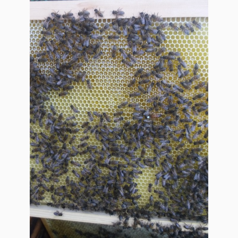 Фото 4. Продам пчелосемьи. Рамки суш