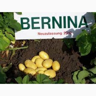 Продам насіннєву картоплю Берніна