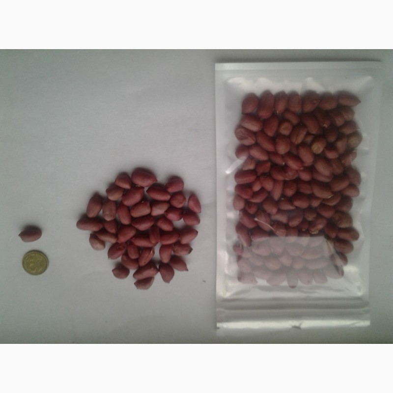 Фото 3. Продам насіння сортового арахісу Валенсія, Вірджіня