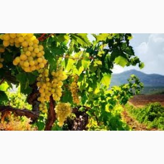Южный берег Франции сбор винограда