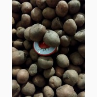 Продам насіннєву картопля Арізона і Беларосса
