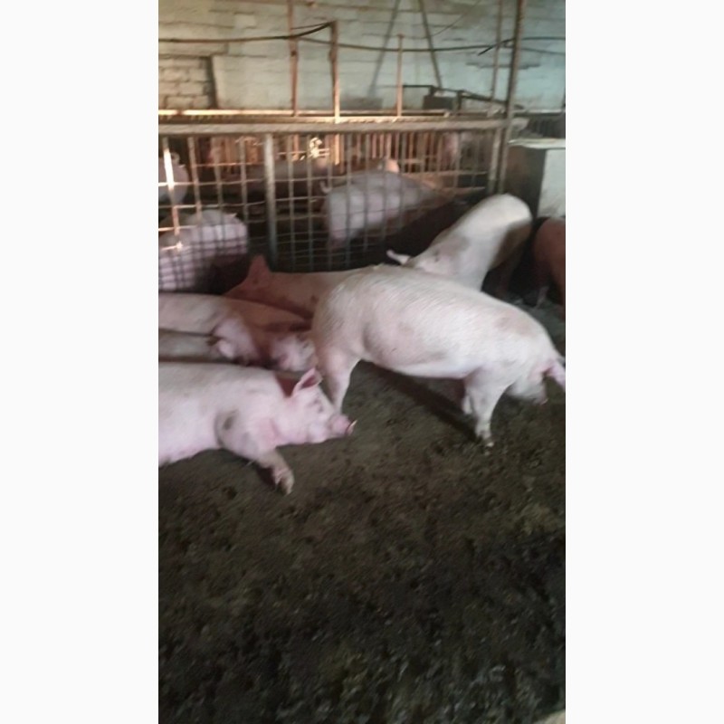 Фото 2. Свиньи живым весом