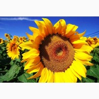 Насіння соняшника Сантос Плюс | насіння соняшника під ЄвроЛайтнінг (стандарт)