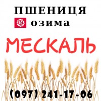 Насіння озимої пшениці Мескаль (Limagrain), 1 репродукція - від виробника