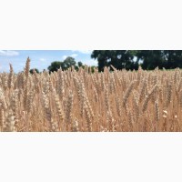 Насіння озимої пшениці Подолянка-елита