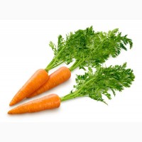 Продам моркву від населення