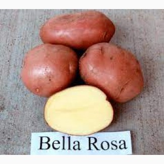 Продам насіння картоплі сорту Білароза, від 5т