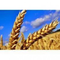 Продаємо пшеничку на експорт
