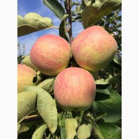 Продам однорічні і дворічні саджанці яблунь сорту Вільямс Прайд, Пірус, Джеромін