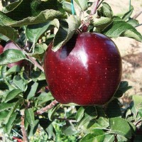 Продам однорічні і дворічні саджанці яблунь сорту Вільямс Прайд, Пірус, Джеромін