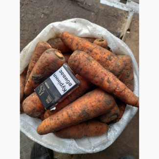 Продаємо моркву Каскад на ПЕРЕРОБКУ