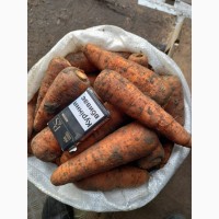 Продаємо моркву Каскад 
