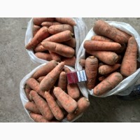Продаємо моркву Каскад на ПЕРЕРОБКУ
