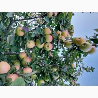 Продам яблука з власного саду 250 кг, рвані, різних сортів