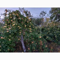 Продам яблука з власного саду 250 кг, рвані, різних сортів